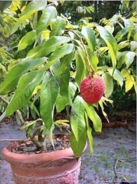 Corofitam Litchi Plant