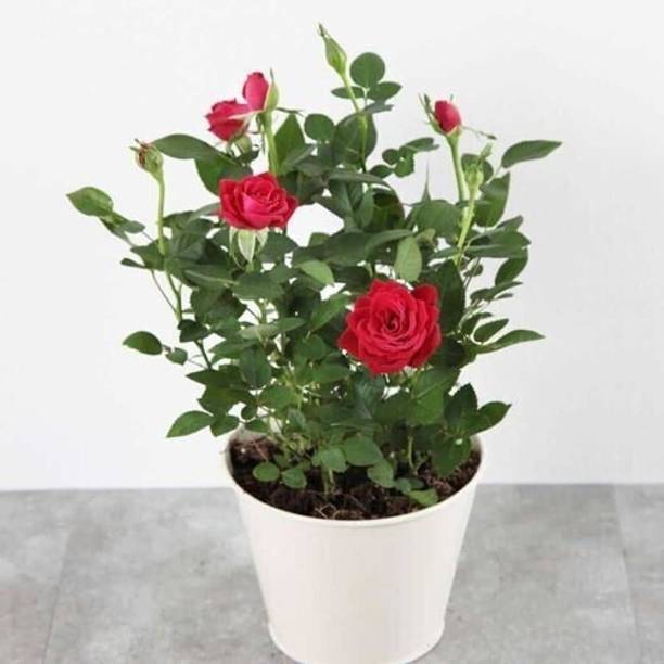 BHUSAN Rose Plant