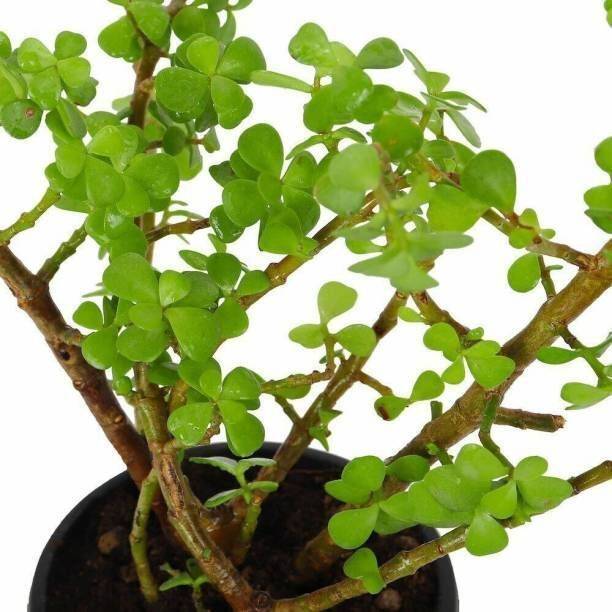 PetalPath Jade Plant