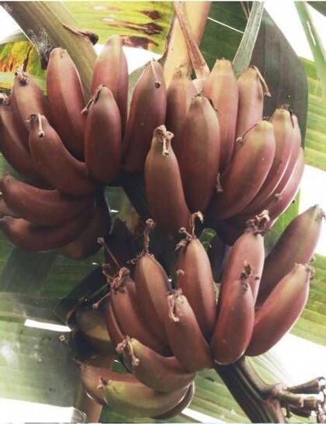 GREENCITY Banana Plant