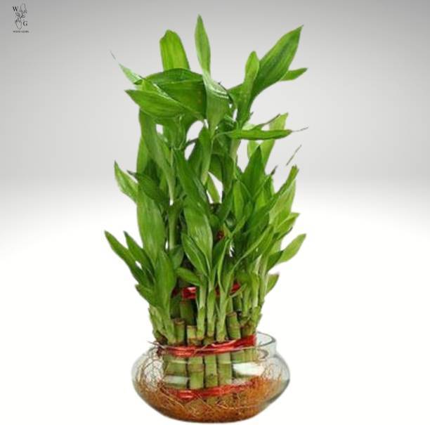 PETALFLEUR Two Layer Bamboo Plant