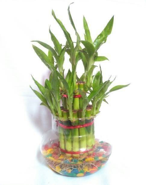 PetalPath Two Layer Bamboo Plant