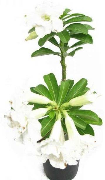 Barnaby Adenium Plant