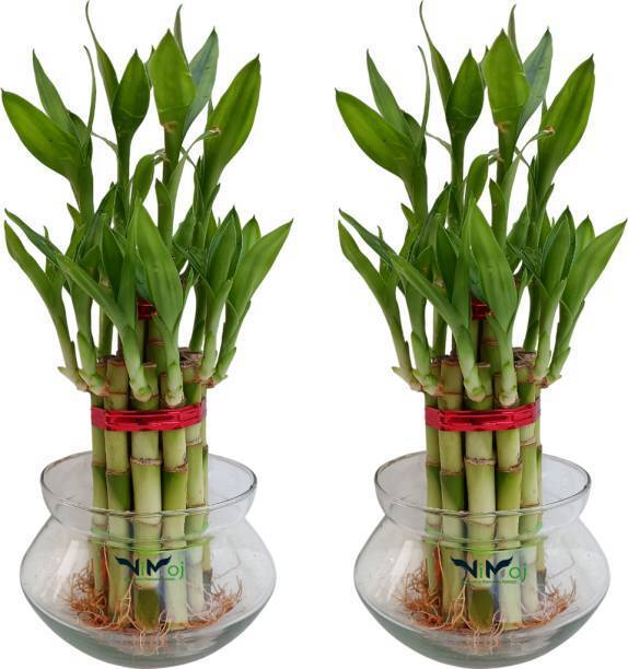 AGRAWBIC Two Layer Bamboo Plant