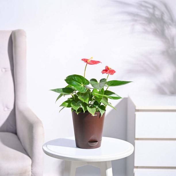 UGAOO Red Anthurium Plant