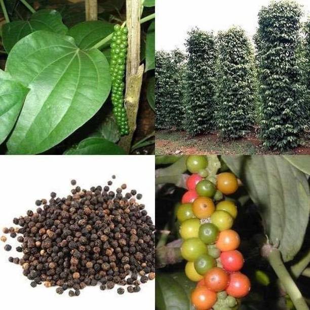 Aclipastal Black Pepper Plant