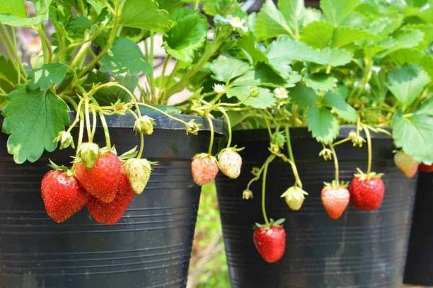 greenhousestore Strawberry Plant