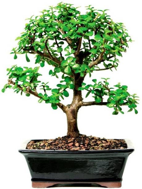 Aclipastal Jade Plant