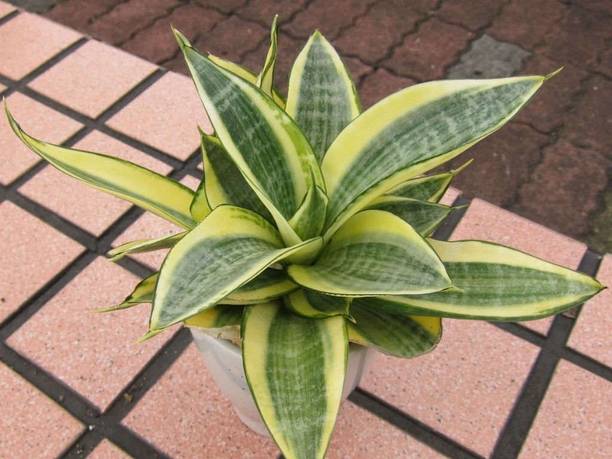 Barnaby Snake Plant