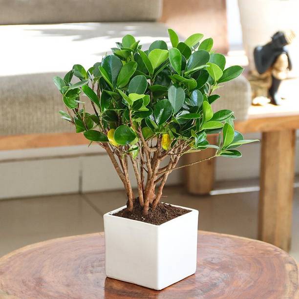 Cloud Farm Ficus Bonsai Plant