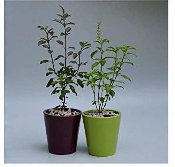 the green dotcom Tulsi Plant