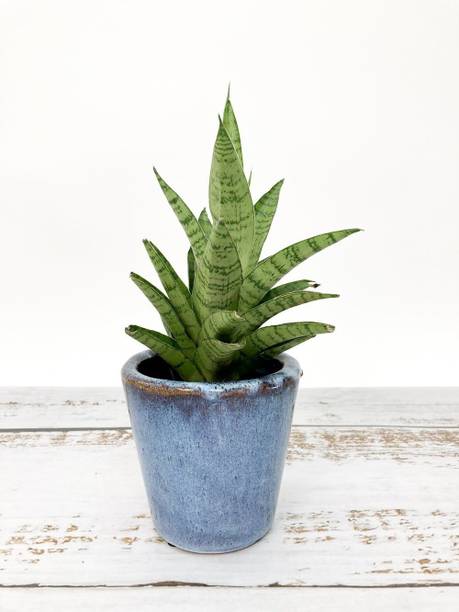 Barnaby Snake Plant