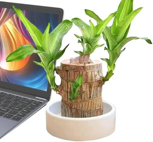 PetalPath Mini Brazalian wood