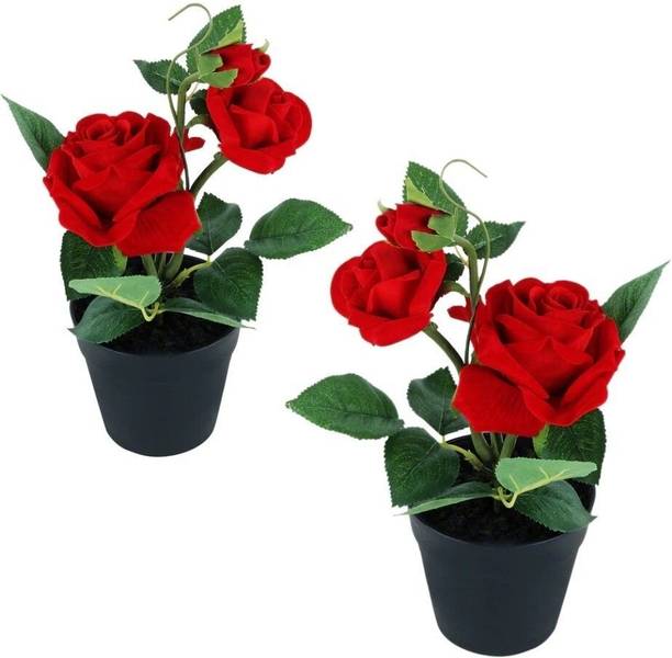 Aclipastal Rose Plant