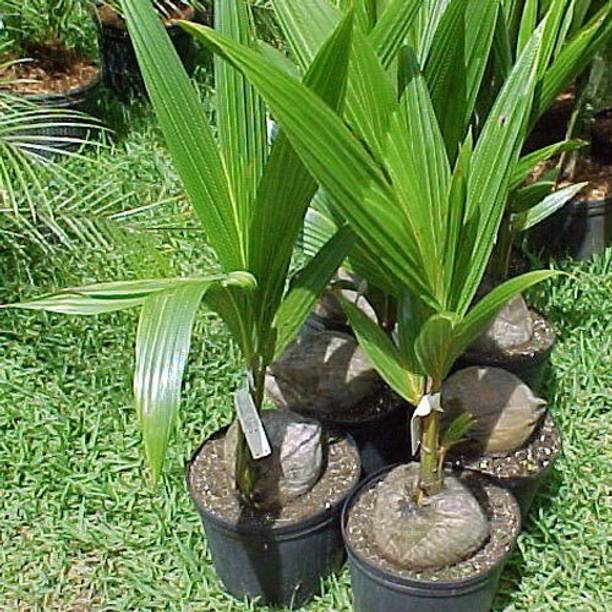natikrd Coconut Plant