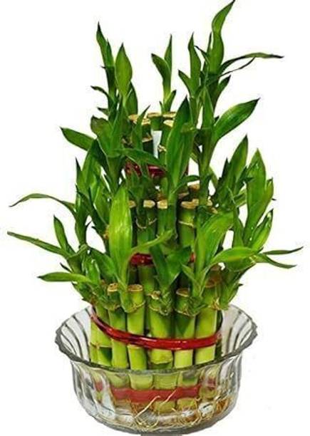 GreenyOn Two Layer Bamboo Plant