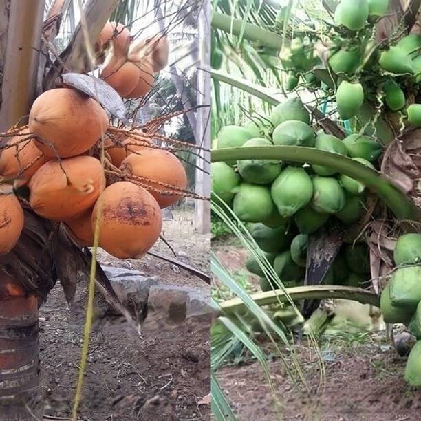 BHUSAN Coconut Plant