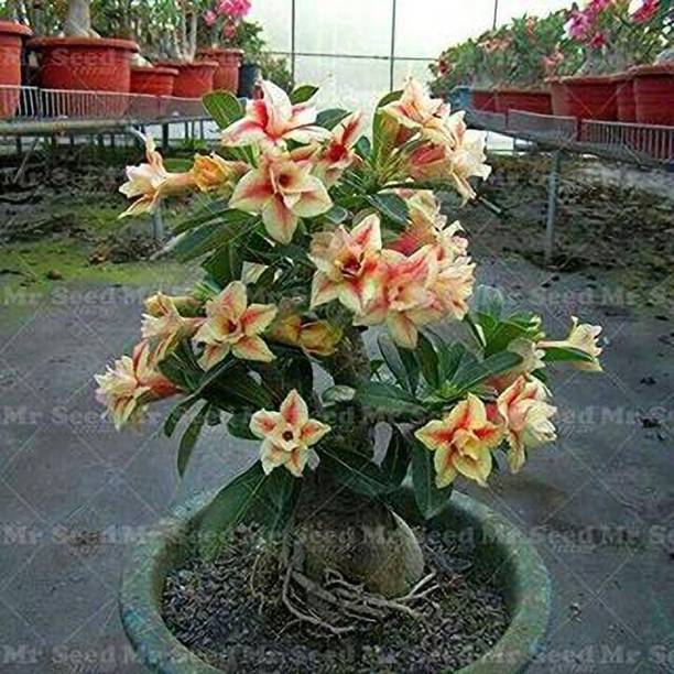 Wrenna Adenium Plant