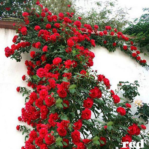 Rozaliya Rose Plant