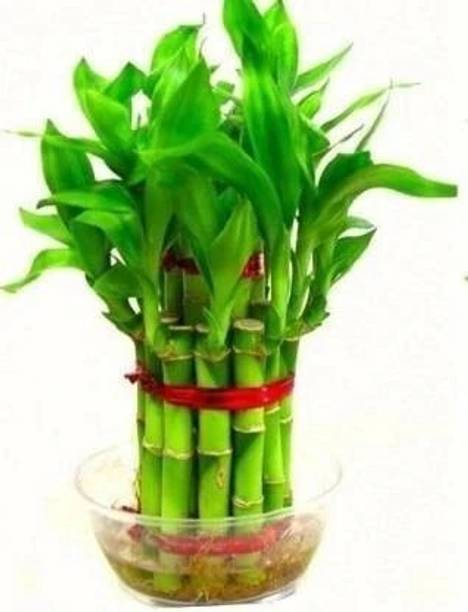 AGRAWBIC Two Layer Bamboo Plant