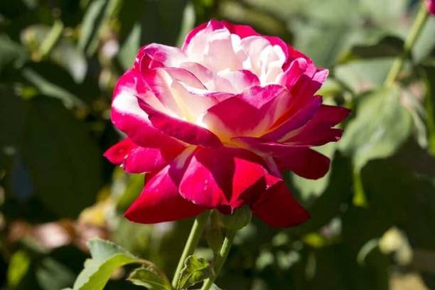 Aclipastal Rose Plant