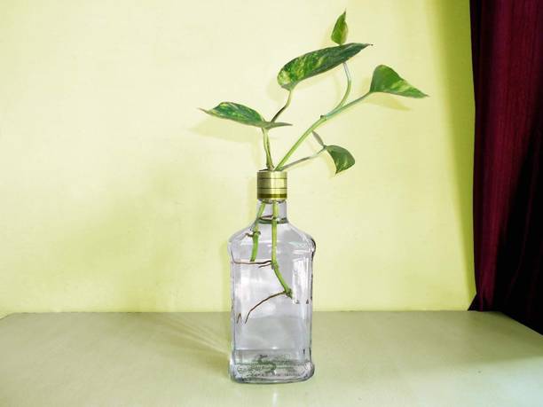 Marinetree Money Plant