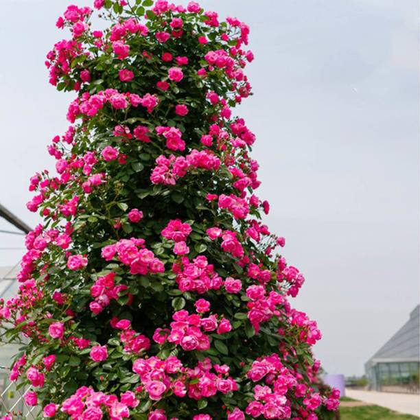 greenhousestore Rose Plant