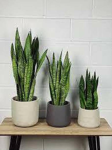 SKDIYA Snake Plant