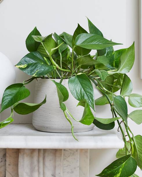 saquales Money Plant