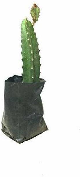 greenhousestore Dragon Tree