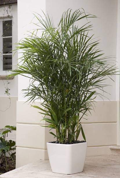 chiku China Palm Plant