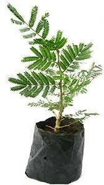 Greenery Nursery Shami/Jand Plant