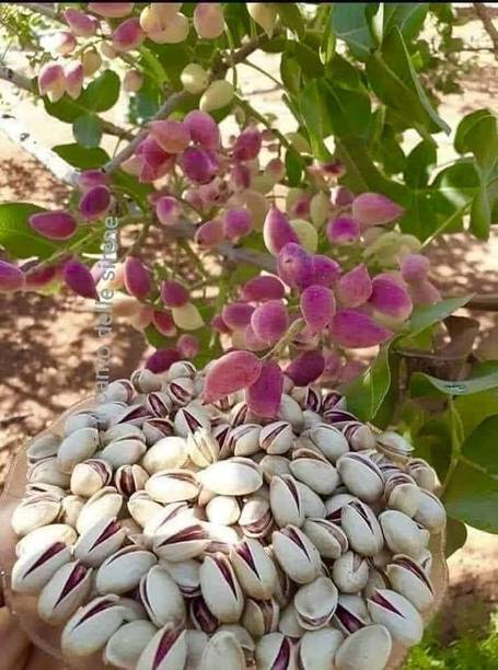 Aclipastal Pistachio Plant