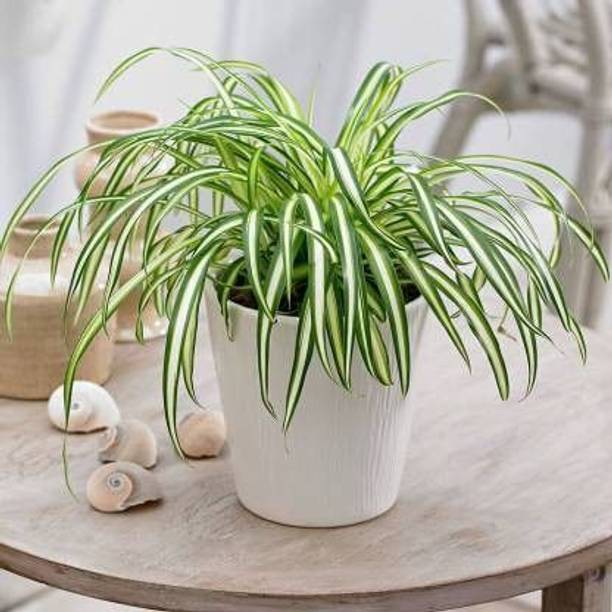 Adrita Spider Plant