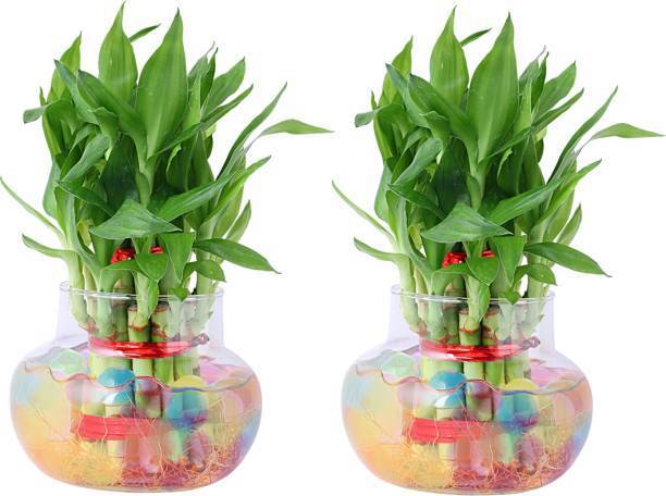 PETALFLEUR Two Layer Bamboo Plant