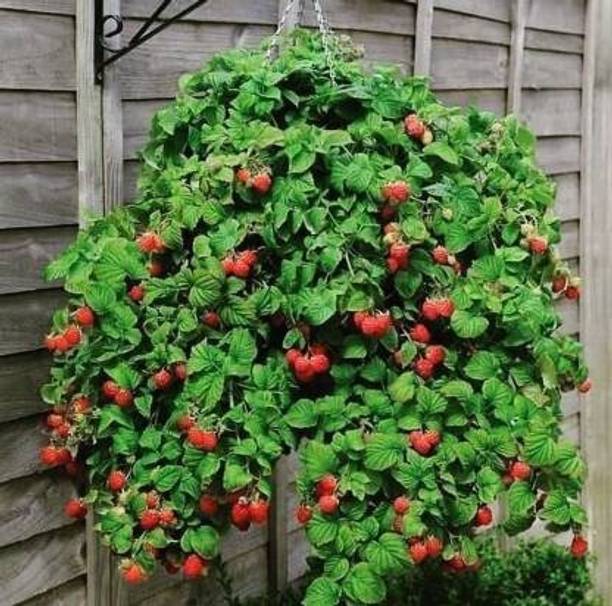 Cloud Farm Strawberry Plant