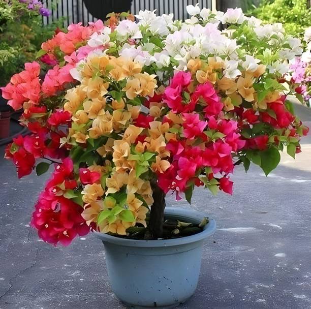 BloomShadow Bougainvillea Plant