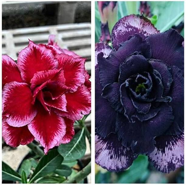 PetalPath Adenium Plant