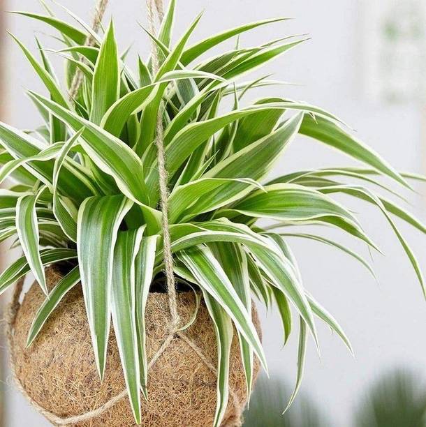 Adrita Spider Plant