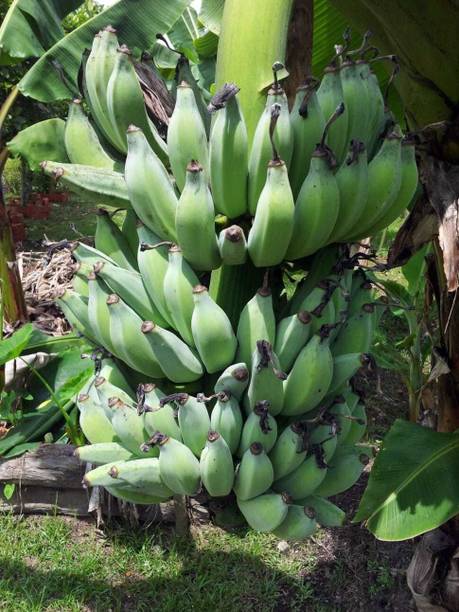 SHREYAGREEN Banana Plant