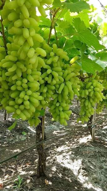 Greenery Nursery Grapes Plant