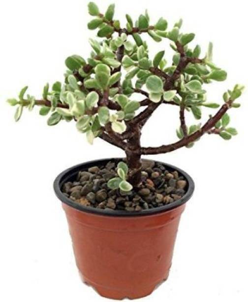 Aclipastal Jade Plant