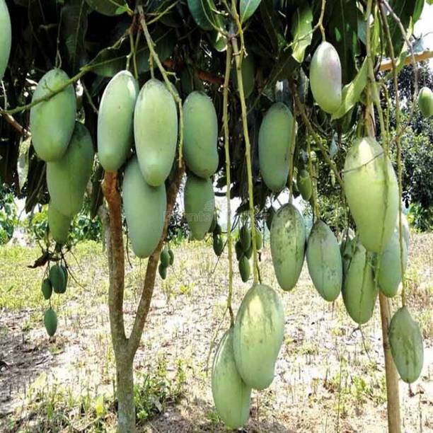 GREENSEE Mango Plant