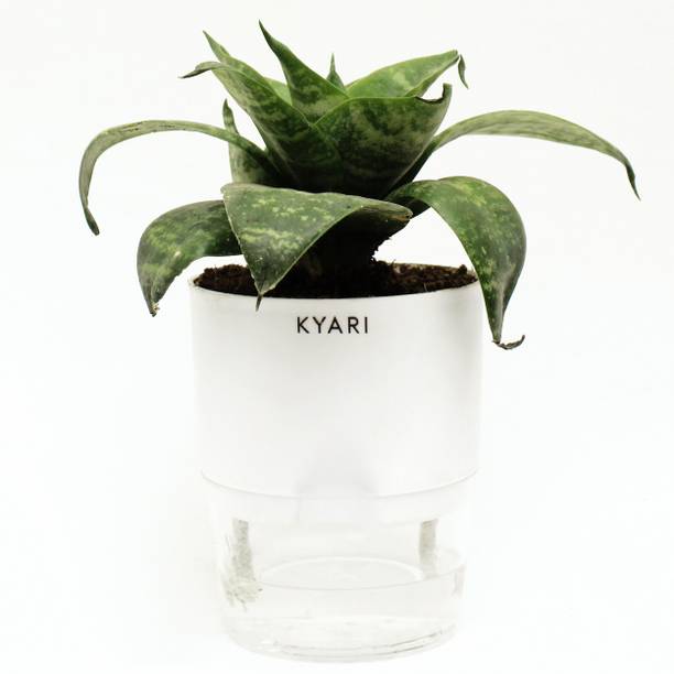 Barnaby Snake Plant