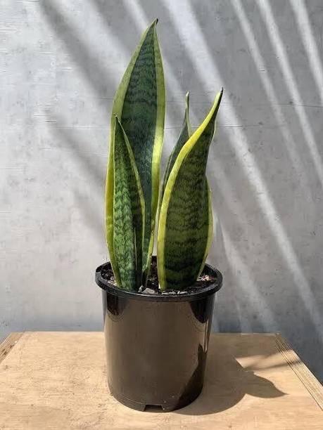 Adrita Snake Plant