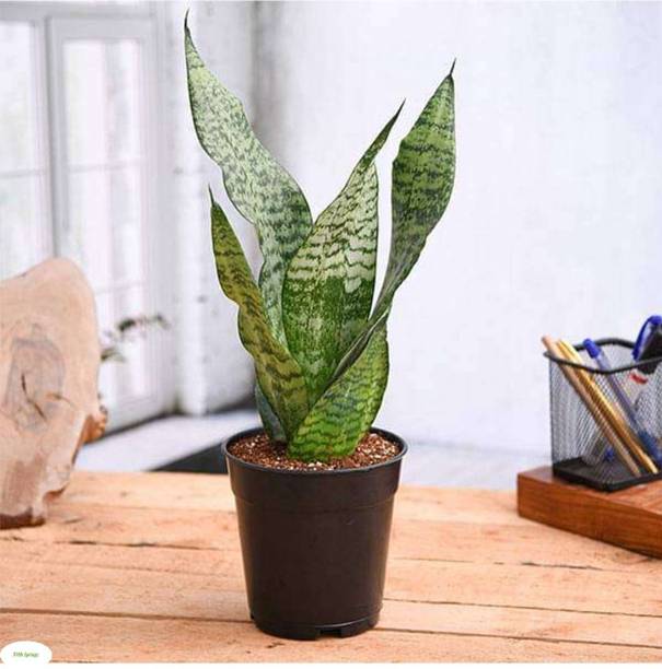 Barnaby Snake Plant