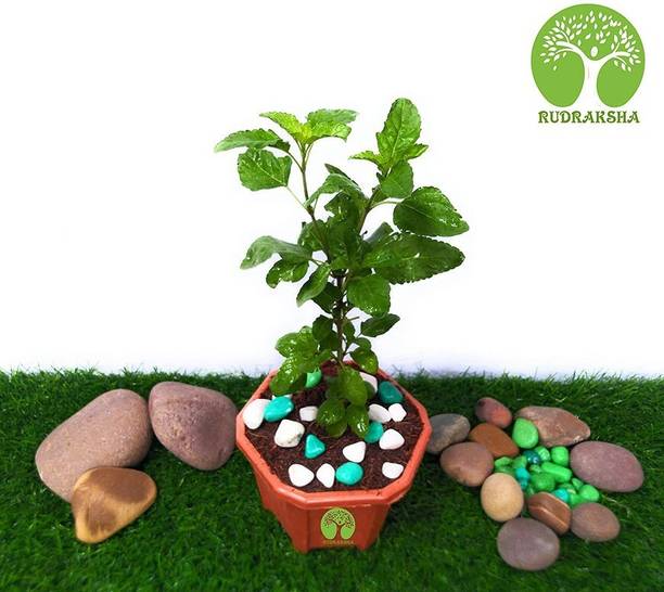 FURYHUB Tulsi Plant