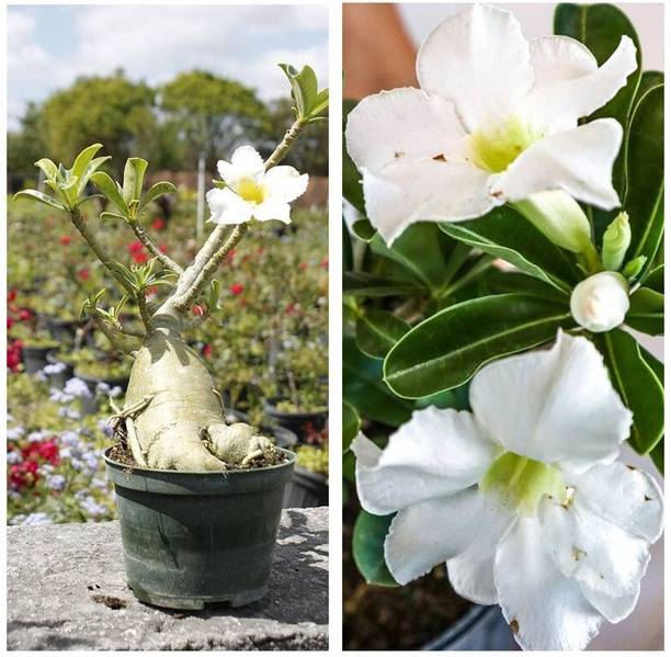 PetalPath Adenium Plant