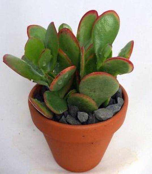PetalPath Jade Plant