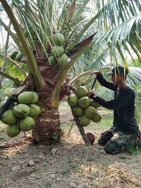 SBGARDEN Coconut Plant
